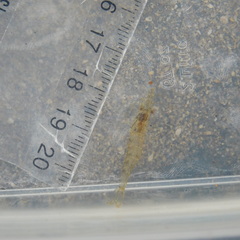 Paratya curvirostris