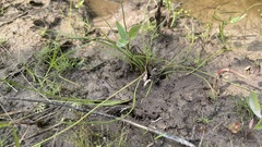 Isoetes melanopoda