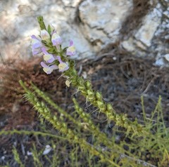 Sairocarpus multiflorus