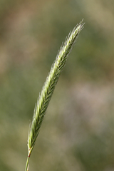 Hordeum bogdanii