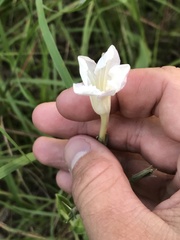 Ruellia metziae