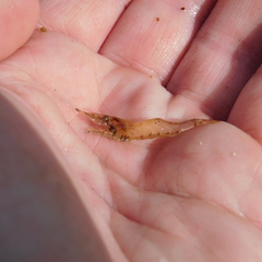 Paratya curvirostris