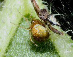 Theridion murarium