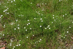 Stylisma pickeringii pickeringii