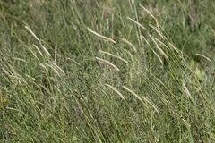 Hordeum bogdanii