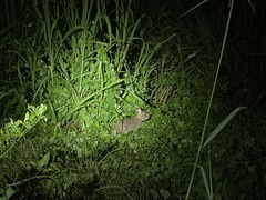 Lepus sinensis formosus