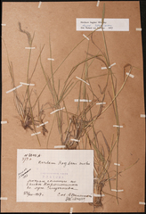 Hordeum bogdanii