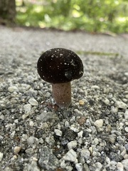 Tylopilus alboater