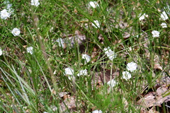 Stylisma pickeringii pickeringii