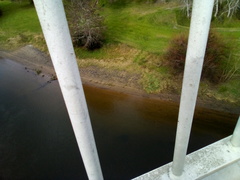 Paratya curvirostris