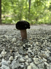 Tylopilus alboater