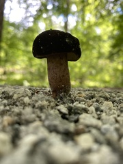 Tylopilus alboater