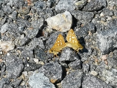 Hesperia comma laurentina