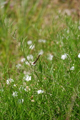 Stylisma pickeringii pickeringii