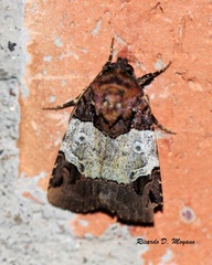 Hampsonodes naevia
