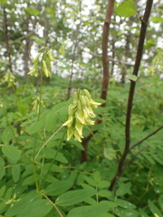 Astragalus propinquus