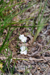 Stylisma pickeringii pickeringii