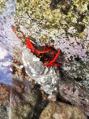 Calcinus californiensis