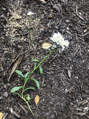 Lobularia maritima