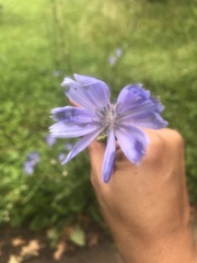 Cichorium intybus