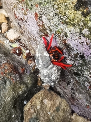 Calcinus californiensis