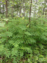 Astragalus propinquus
