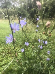 Cichorium intybus