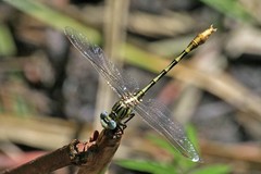 Phanogomphus militaris