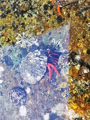 Calcinus californiensis