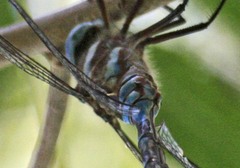 Rhionaeschna dugesi