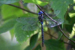 Rhionaeschna dugesi