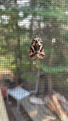 Syngrapha rectangula