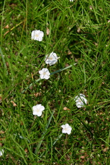 Stylisma pickeringii pickeringii