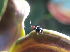 Gynandrobrotica lepida