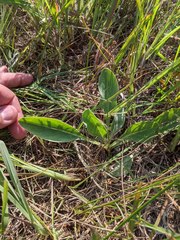 Penstemon grandiflorus