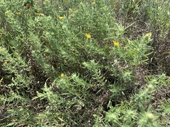 Heterotheca scabrifolia