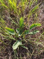 Penstemon grandiflorus