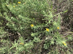 Heterotheca scabrifolia