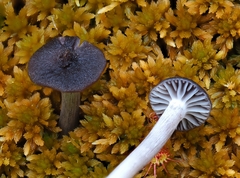 Cuphophyllus cinerellus