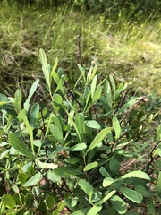 Myrica