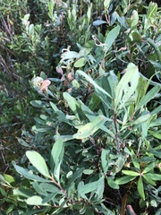Myrica