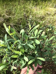 Myrica