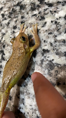 Osteopilus septentrionalis