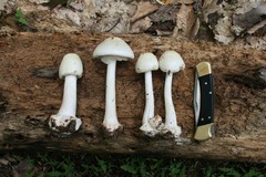 Amanita aestivalis