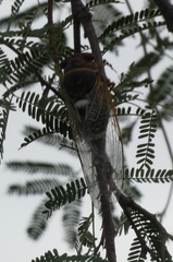 Diceroprocta cinctifera