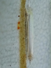 Stegommata sulfuratella