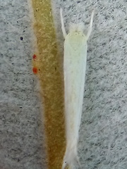 Stegommata sulfuratella
