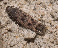 Filatima serotinella