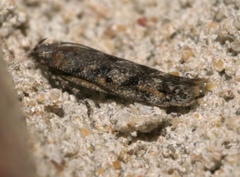 Filatima serotinella