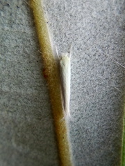 Stegommata sulfuratella